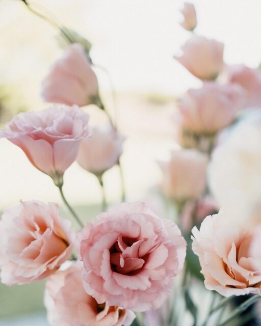 𝒂𝒍𝒍𝒆 𝑻𝒐̈𝒏𝒆 𝒆𝒊𝒏𝒈𝒆𝒇𝒂𝒏𝒈𝒆𝒏 🤍

alle Farbabstufungen und Töne von diesem Lisianthus in einem Foto. Gefangen und wunderbar präsentiert. 

Mit welch Anmut sie dastehen, jede Blüte einzeln oder als Knospen aufgereiht an einem Stiel. Ich könnt Vase für Vase allein mit diesen Schönheiten füllen 🤍 

📸 by @annasophie.fotografie 

#organicflowers #bioblumen #organiclisianthus #lisianthusflowers #lisianthus #flowerbouquet